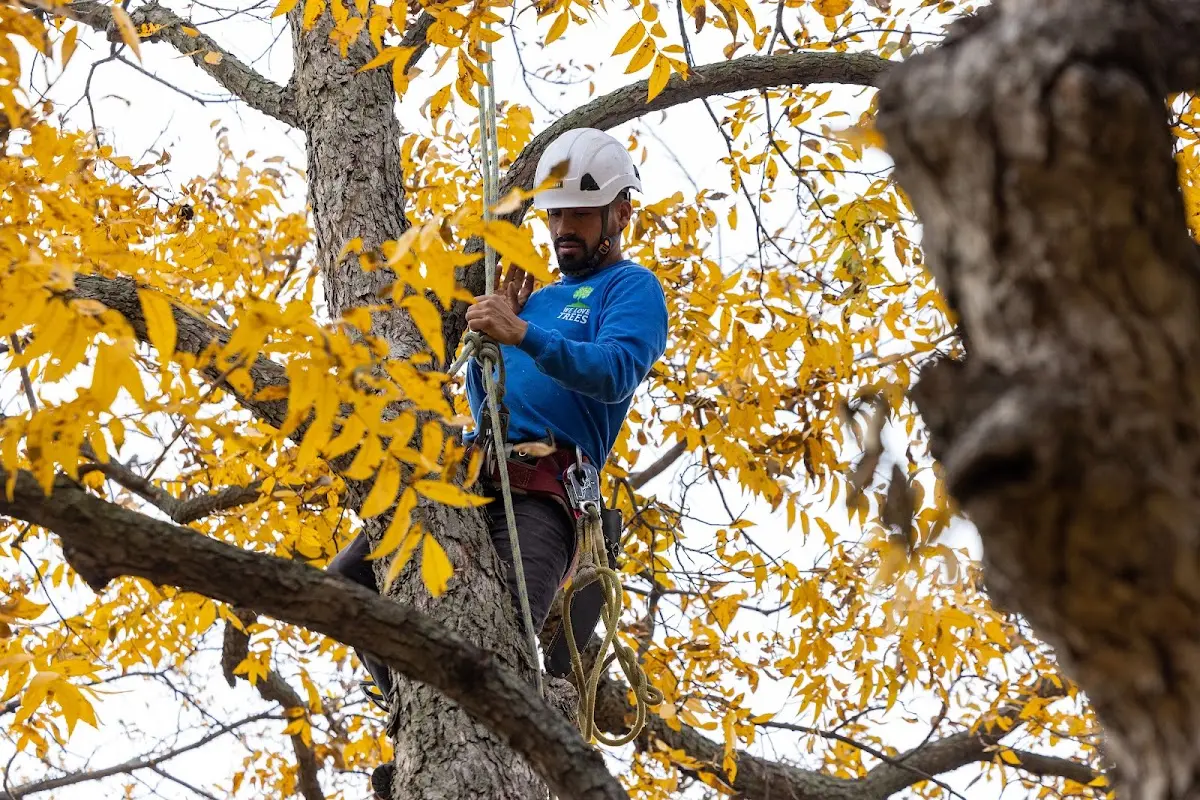 Skilled Dead Tree Removal crew working in Chambers